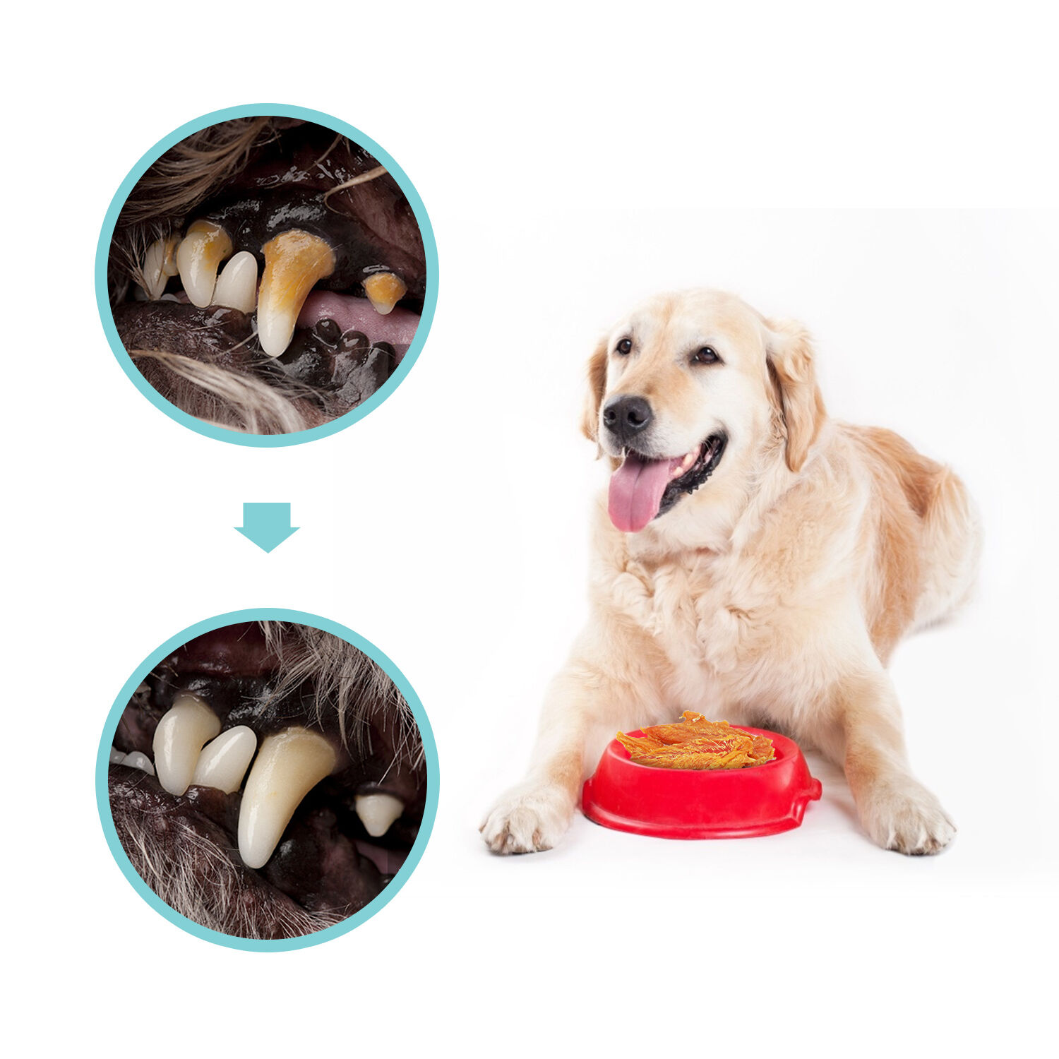 Nobleza - Premios para Perros, Golosina natural para perros con cecina de pollo, mordeduras de carne de pechuga de pollo premium, golosinas para entrenamiento de cachorros, paquete de 6, 600 g, , large Imagen numero 5