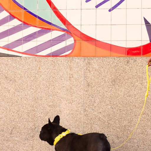 Dashi colorflex collar de TPU amarillo para perros, , large Imagen numero 5