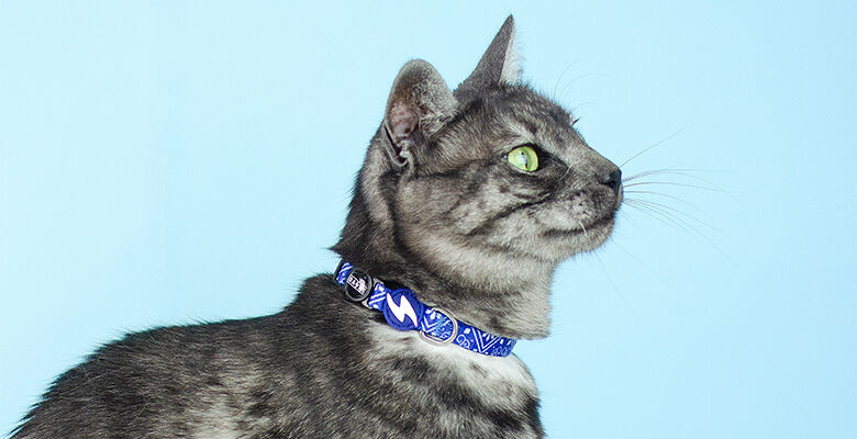 Dashi Collar Zillij para gatos thumbnail