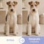 Bloob Colonia Refrescante Mel&oacute;n para perros, , large indicador imagen numero 4