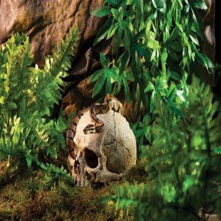 Refugio Exo-Terra Carabela Primate Skull