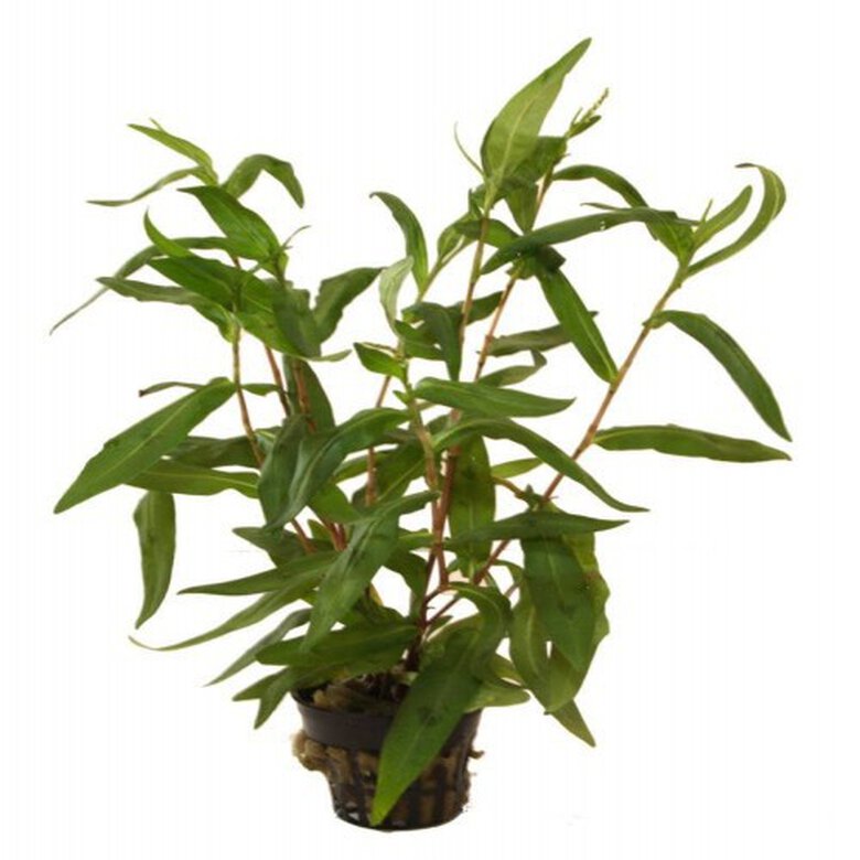 Planta acuática Polygonum Sp. Sao Paulo, , large image number null