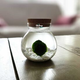 Kit Terrario Marimo