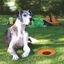 Frisbee de caucho natural para perros, , large indicador imagen numero 4