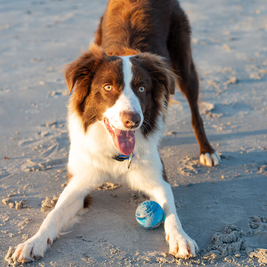 Rogz squeekz pelota de rebote rojo para perros, , large Imagen numero 2