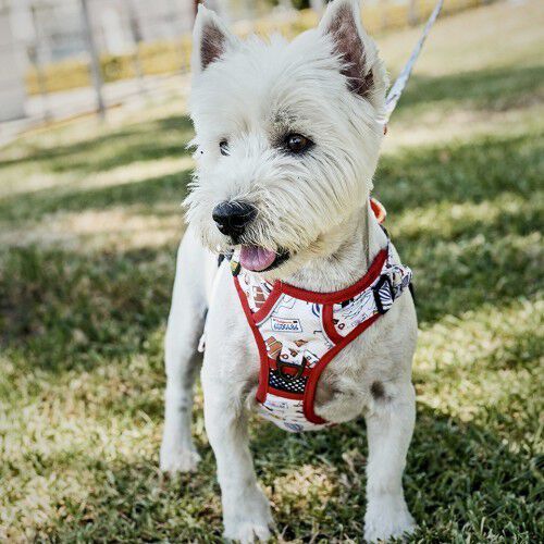 Arn&eacute;s Viajero para perros color Rojo, , large Imagen numero 2