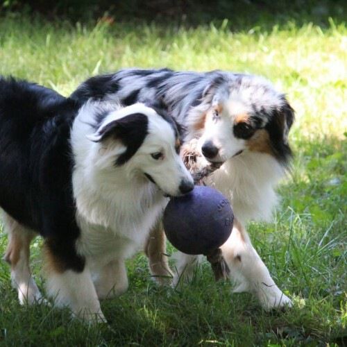 Pelota con cuerda para perros color Azul, , large Imagen numero 8