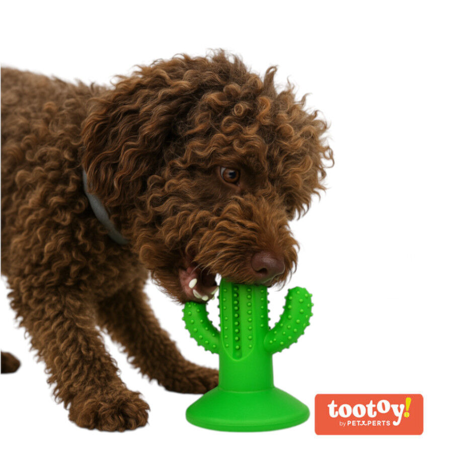 Tootoy! Chew Dental Hygiene Cactus mordedor para perros thumbnail