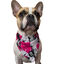 BANDANA FRENCHTOUTOU GRAFFITI TALLA L, , large indicador imagen numero 1