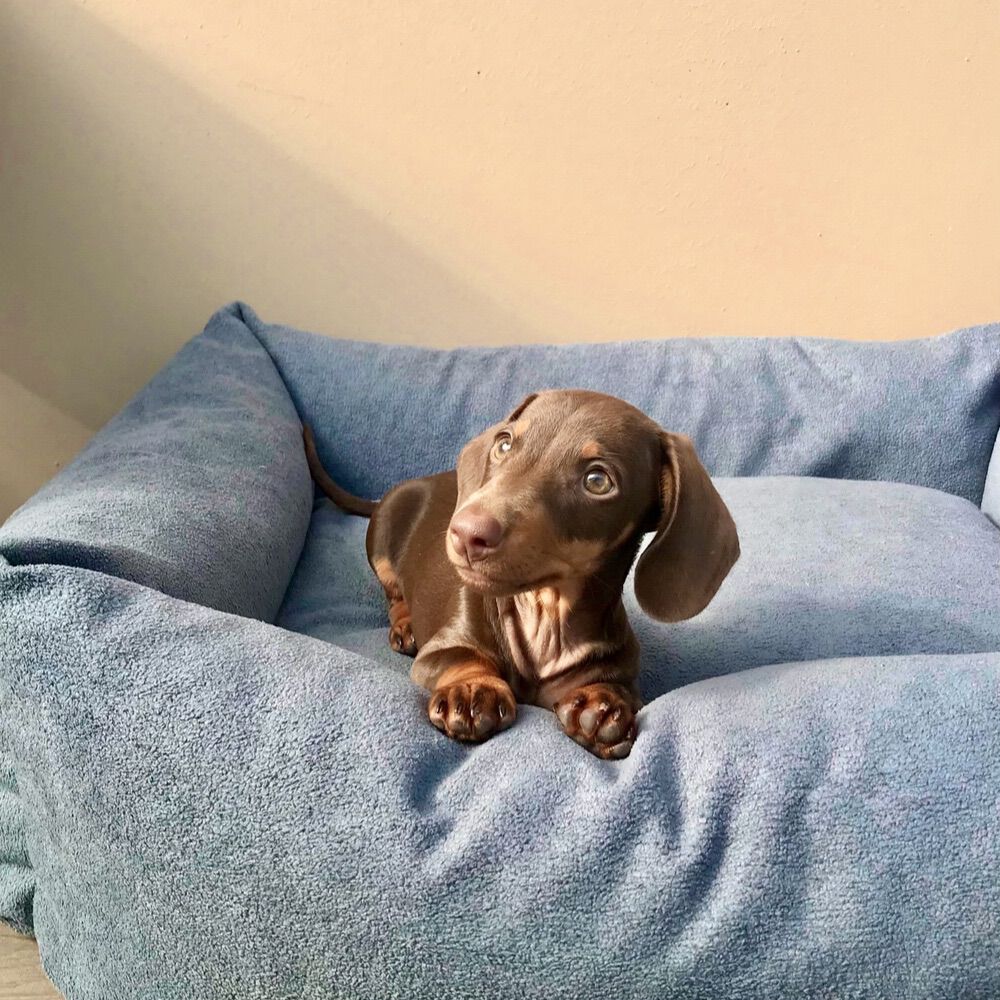 CAMA DE BORREGO NUBE - GRANDE, , large Imagen numero 4