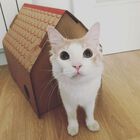 Frankie´s casa de cartón marrón para gatos, , large image number null