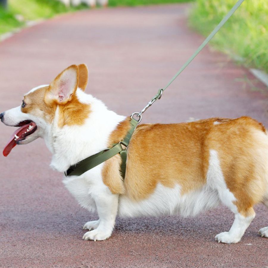 Arn&eacute;s + Correa para mascotas estilo militar, , large Imagen numero 5