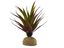 Planta Ananas de decoración para terrarios, , large indicador imagen numero 1