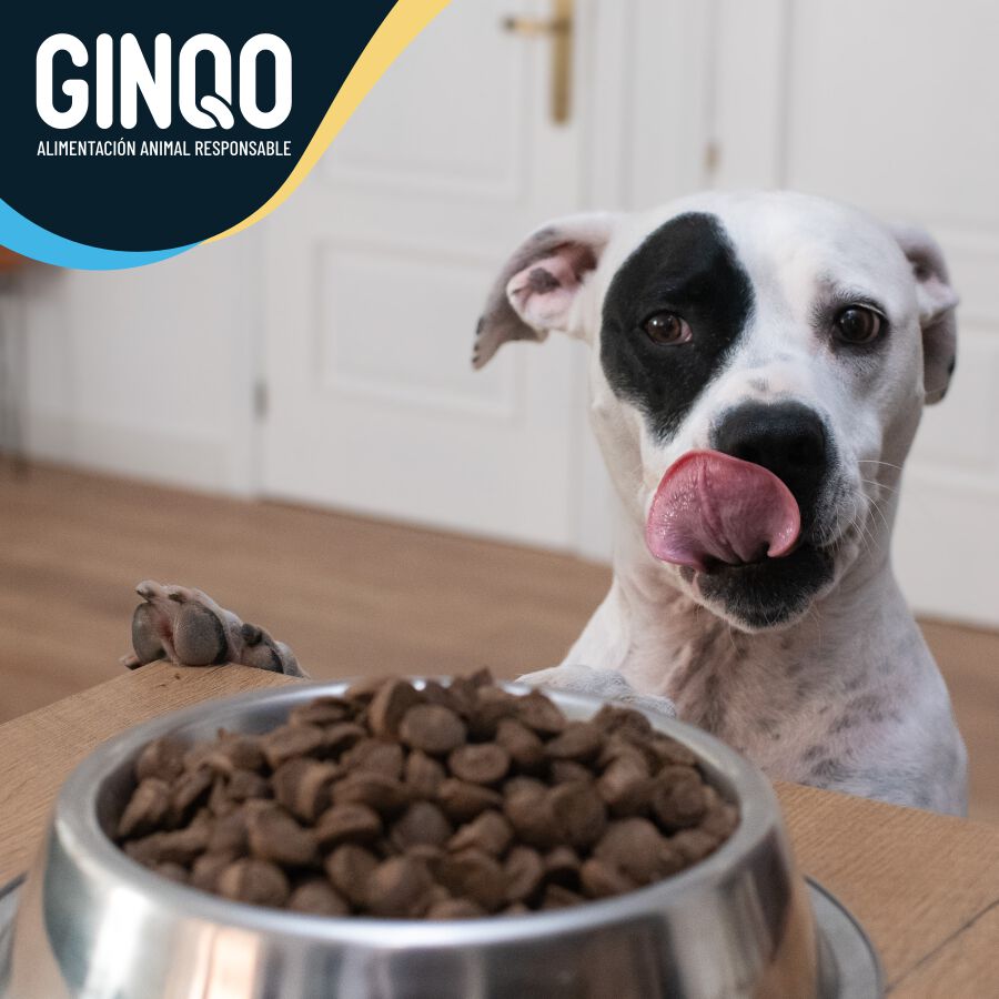 GINQO PERROS ADULTOS: HYPOALERG&Eacute;NICO, GRAIN FREE Y SOSTENIBLE. HECHO CON PROTEINA DE INSECTOS, , large Imagen numero 4