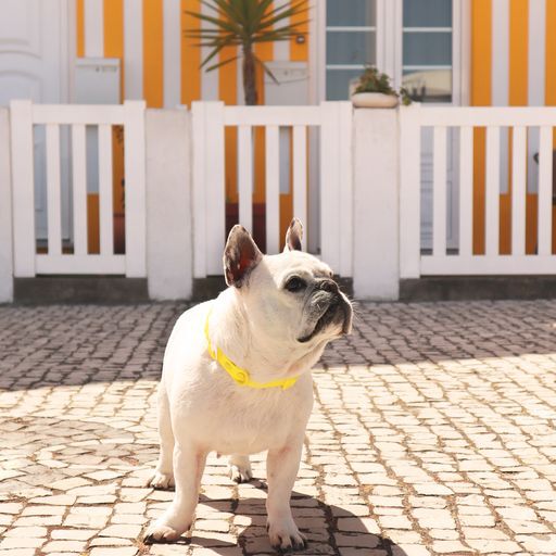 Dashi colorflex collar de TPU amarillo para perros, , large Imagen numero 4