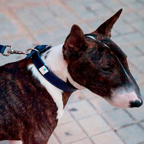 Collar de cuero vegano Pamppy Cher color Azul, , large Imagen numero 3