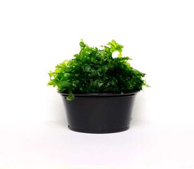 My Shrimp House Musgo Pellia para peces
