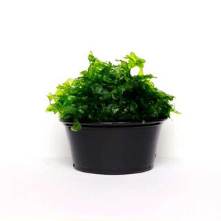 My Shrimp House Musgo Pellia para peces