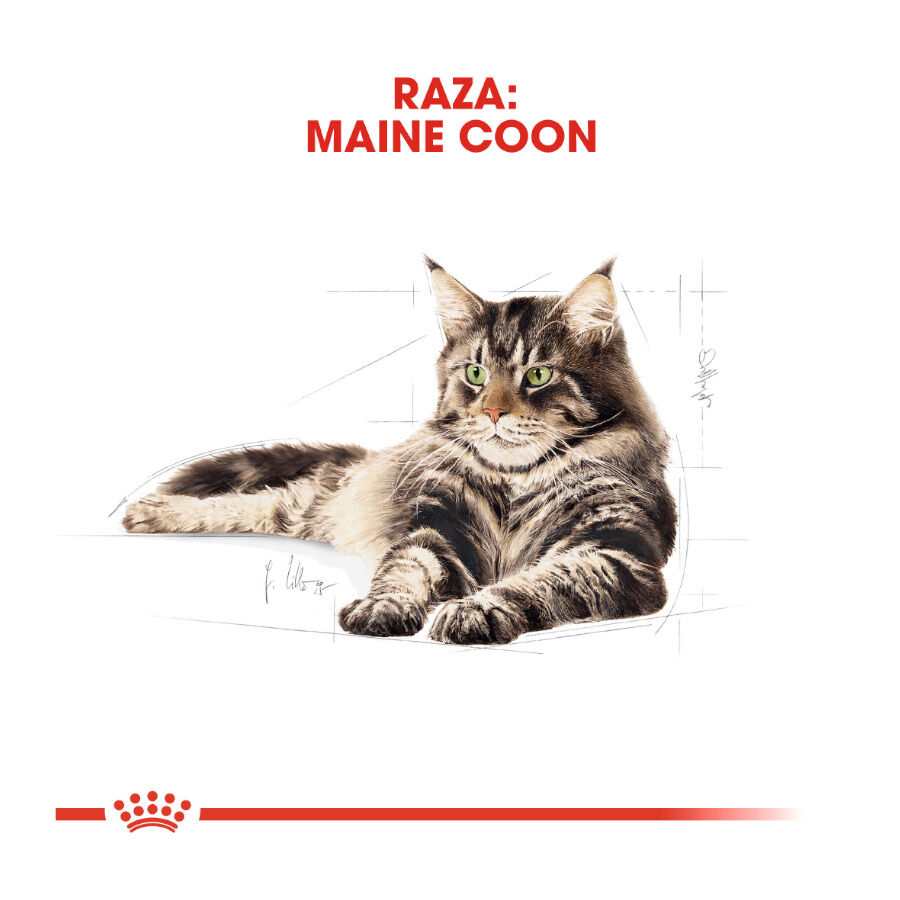 Royal Canin Adult Maine Coon pienso para gatos thumbnail