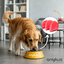 Amykus Grain Free Tuna&Coconut, , large indicador imagen numero 3