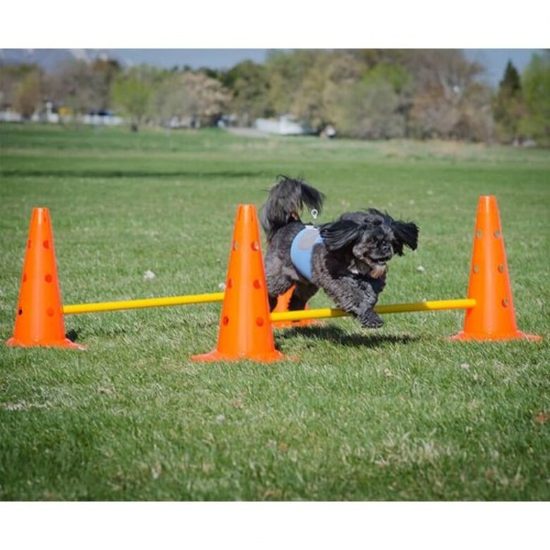 Juego de entrenamiento con obstáculos para perros color Multicolor ...
