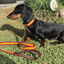 Ladran Gaucho Collar España para perros, , large indicador imagen numero 2