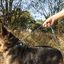 Correa ajustable para perros de jogging 160-220 cm. Correa manos libres elástica y reflectante con cinturón, , large indicador imagen numero 4