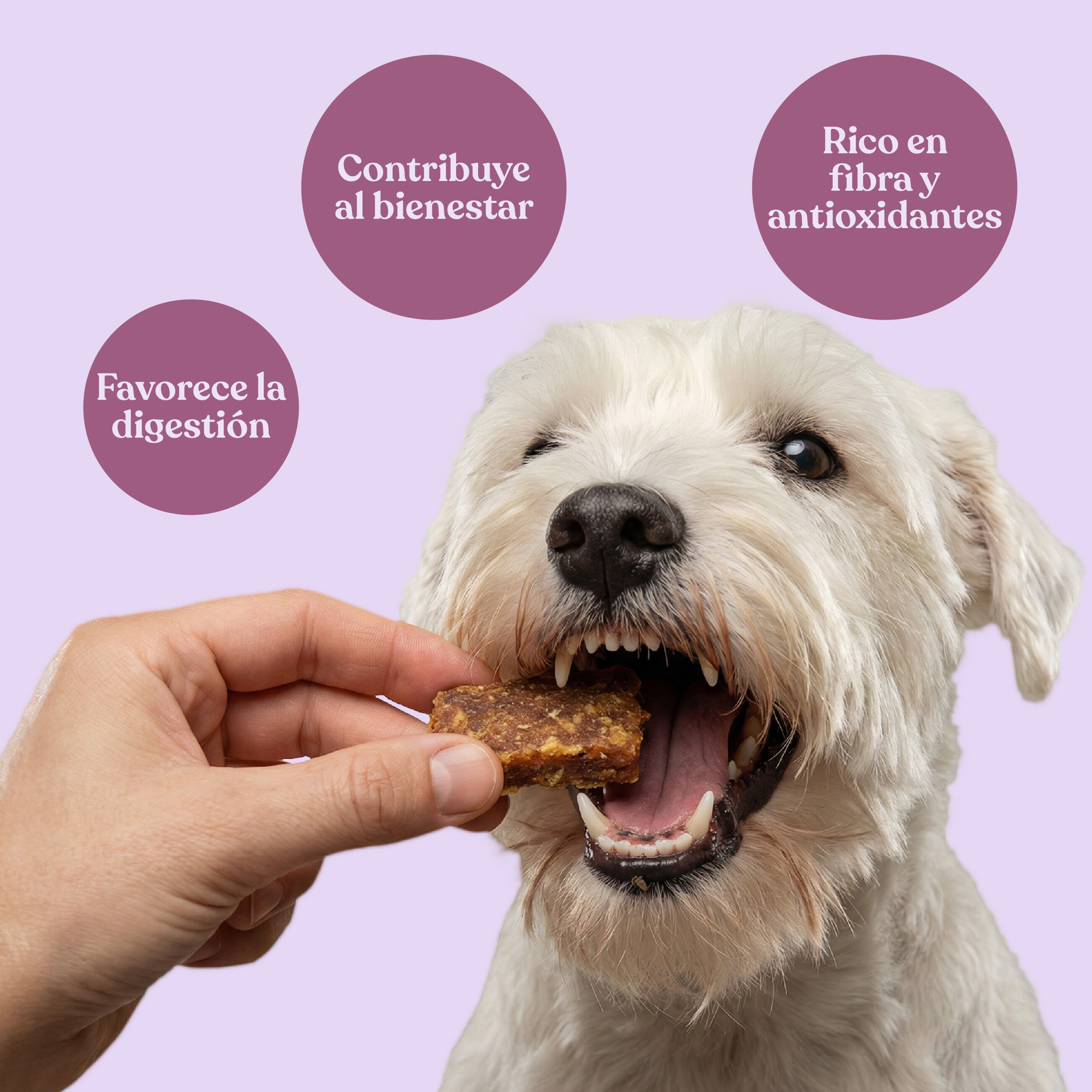 dr.bimix Galletas de Pavo con Remolacha para Perros | Digesti&oacute;n Ligera y Premio Natural, , large Imagen numero 3