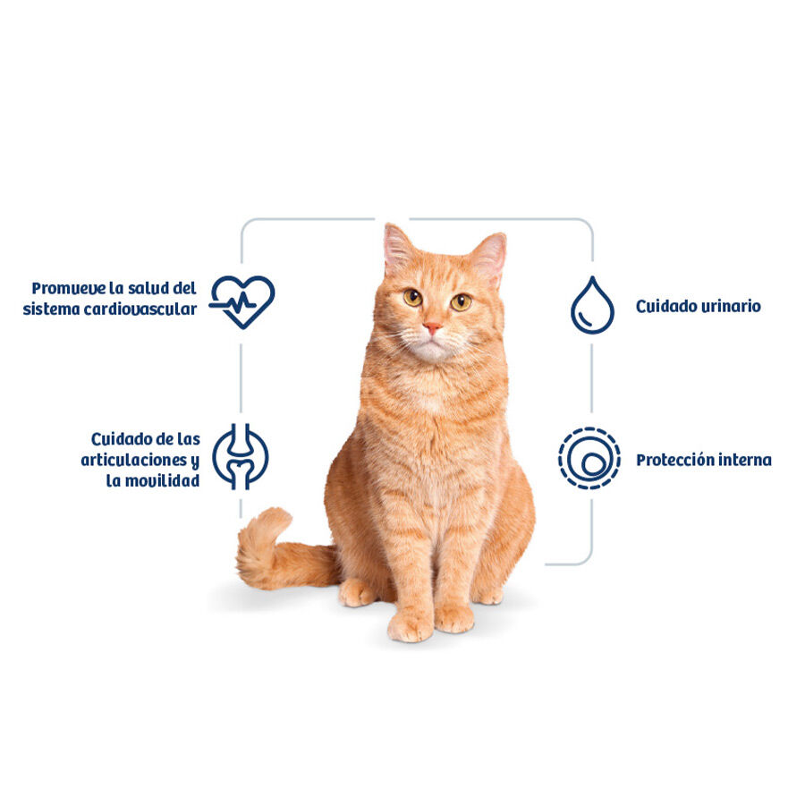 2 kg Nath Adult Pollo y Arroz pienso para gatos, , large Imagen numero 2