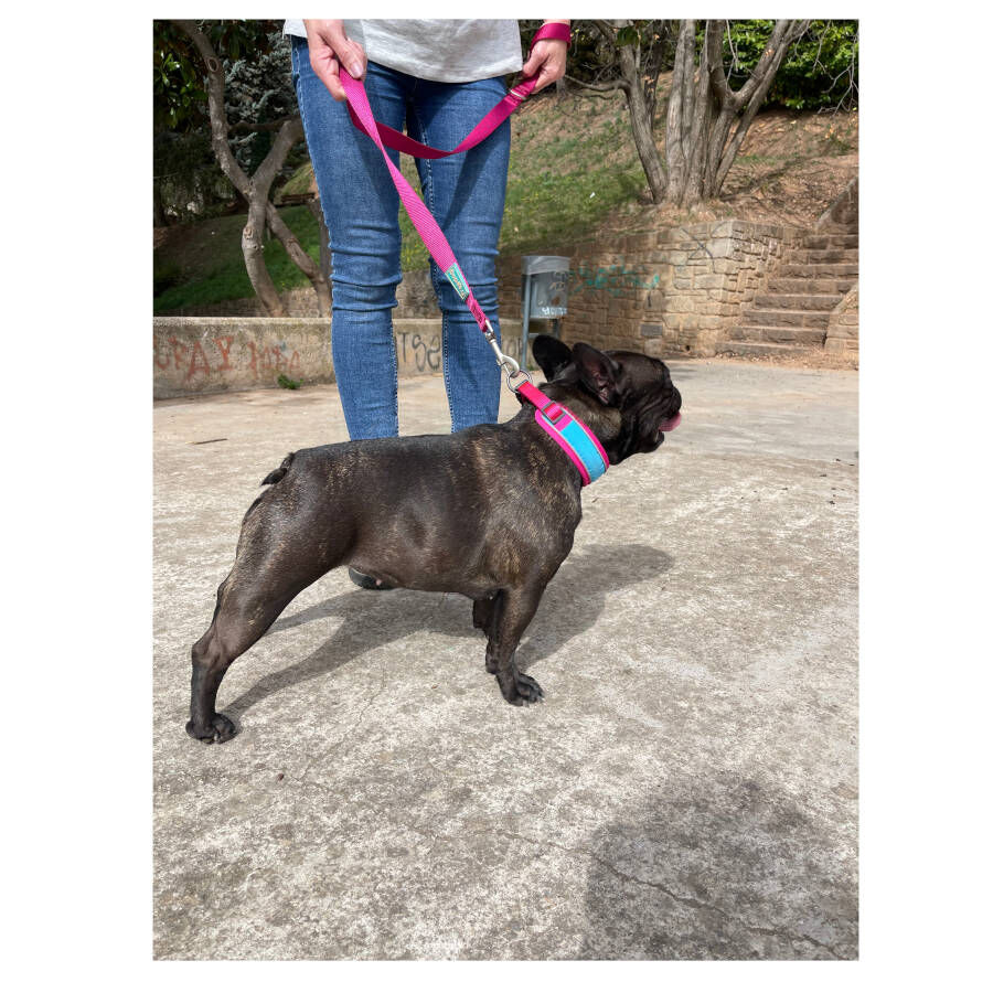 Freedog Cool Pro Tech Correa Refrescante Fucsia para perros, , large Imagen numero 4