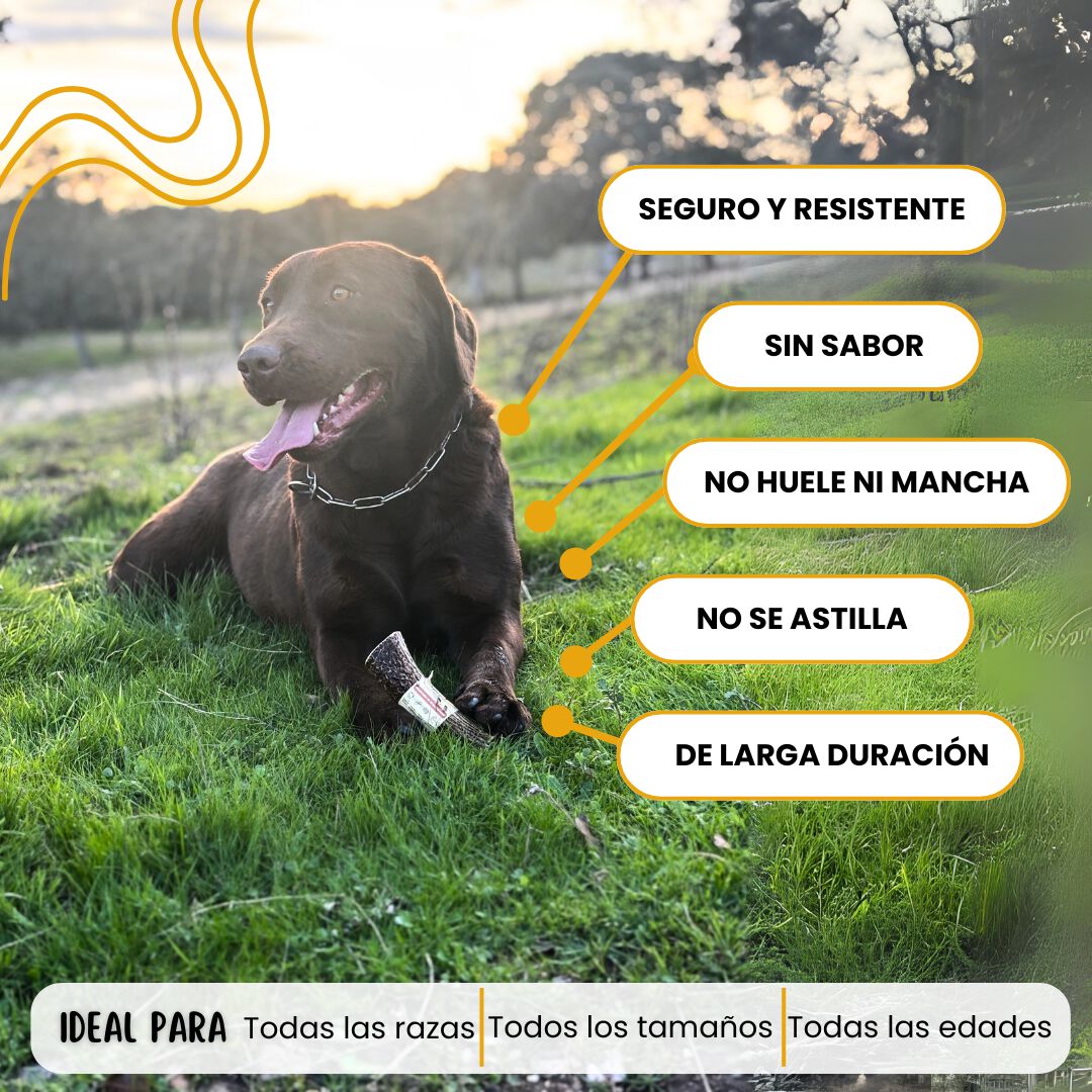 ECOMORDISCOS - Mordedor de Asta de Ciervo para Perro (Talla S,L,XL) 100% Natural, Resistente, Calma Estr&eacute;s y Ansiedad, Reduce Sarro (XL) Juguete, , large Imagen numero 4