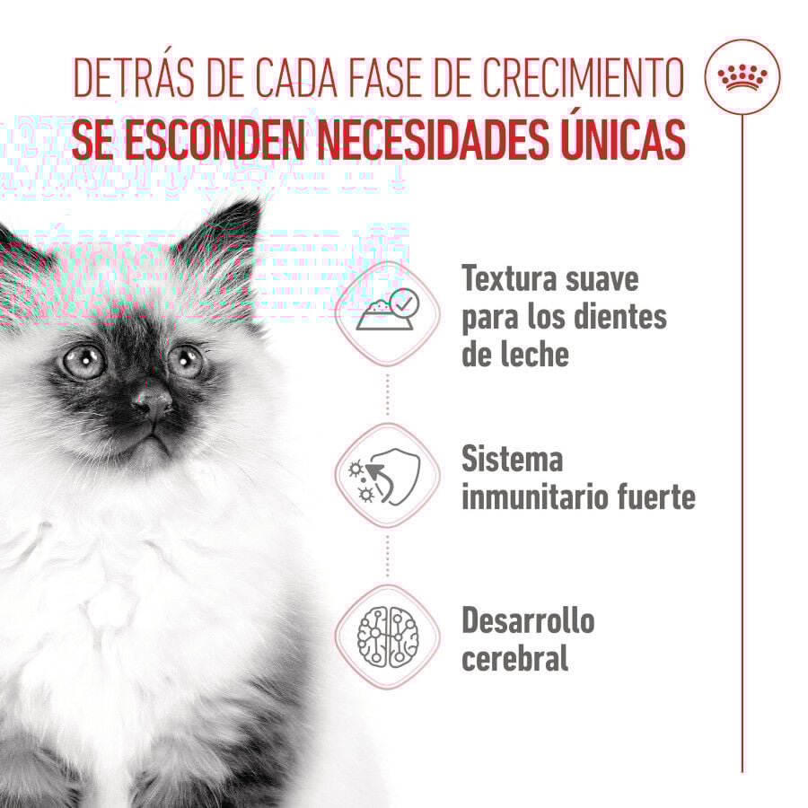 Royal Canin Kitten sobre en salsa para gatos thumbnail