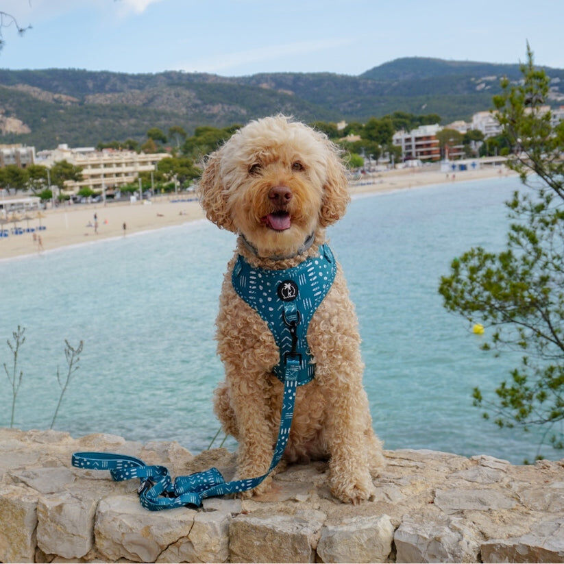 KAIA - Arn&eacute;s Ajustable para perros Tail and Tropic, , large Imagen numero 2