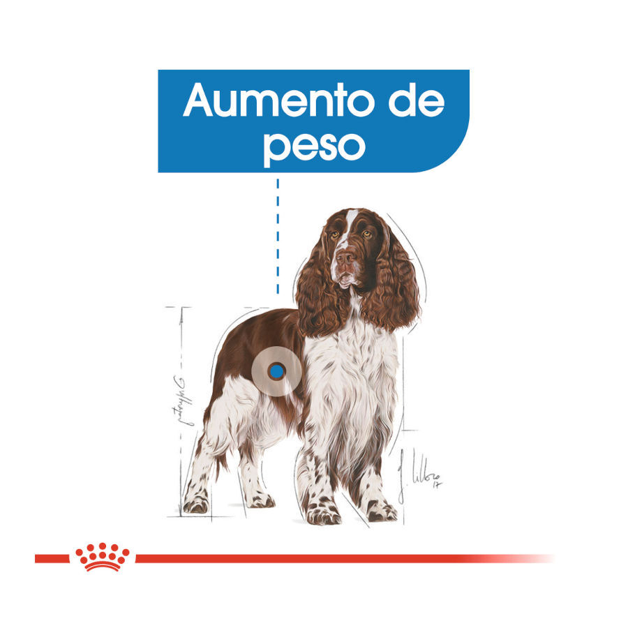 Royal Canin Medium Light Weight Care pienso para perros thumbnail