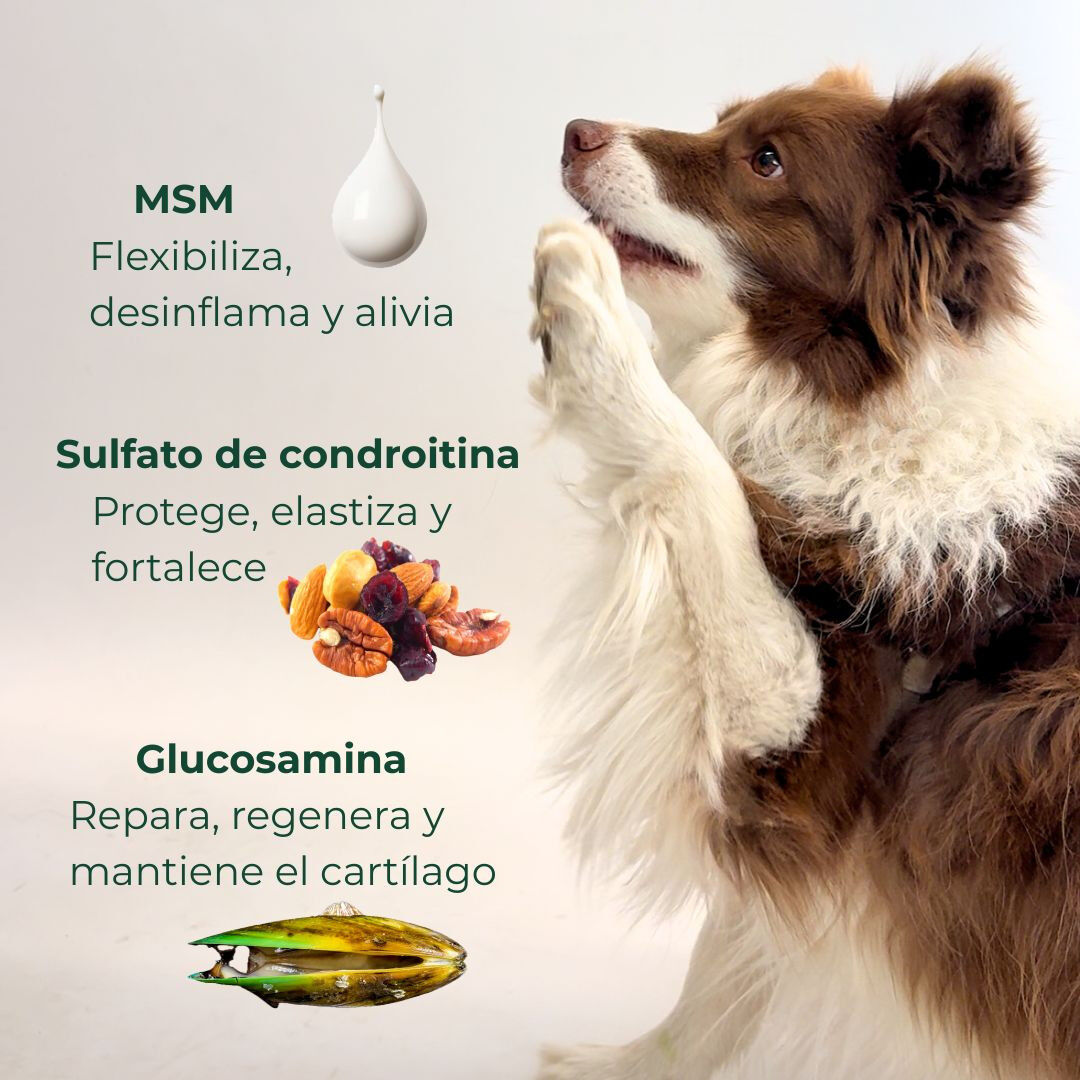 Suplemento nutricional para las articulaciones del perro, , large Imagen numero 4