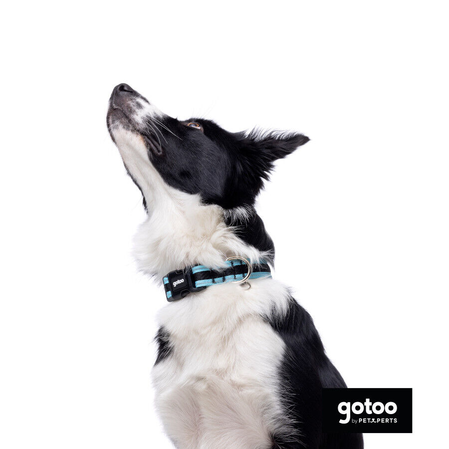 Gotoo collar de malla transpirable turquesa para perros thumbnail