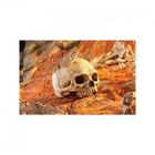 Refugio Exo-Terra Carabela Primate Skull, , large image number null