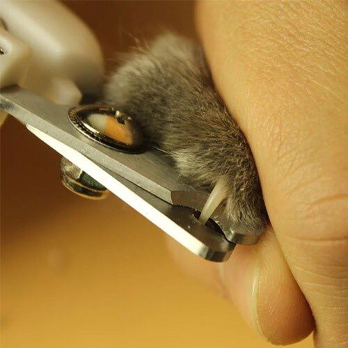 Cortau&ntilde;as para mascotas color Azul, , large Imagen numero 4