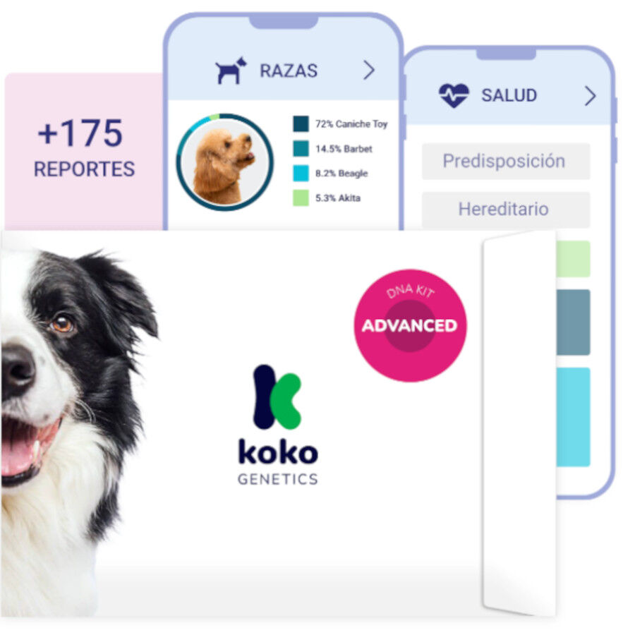 Koko Genetics Prueba de ADN Advanced para perros, , large Imagen numero 1