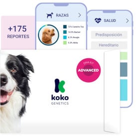 Koko Genetics Prueba de ADN Advanced para perros