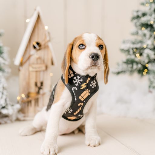 Dashi neo mesh park arn&eacute;s negro y amarillo para perros, , large Imagen numero 3