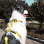 Arnés de nylon para perros color Amarillo, , large indicador imagen numero 2