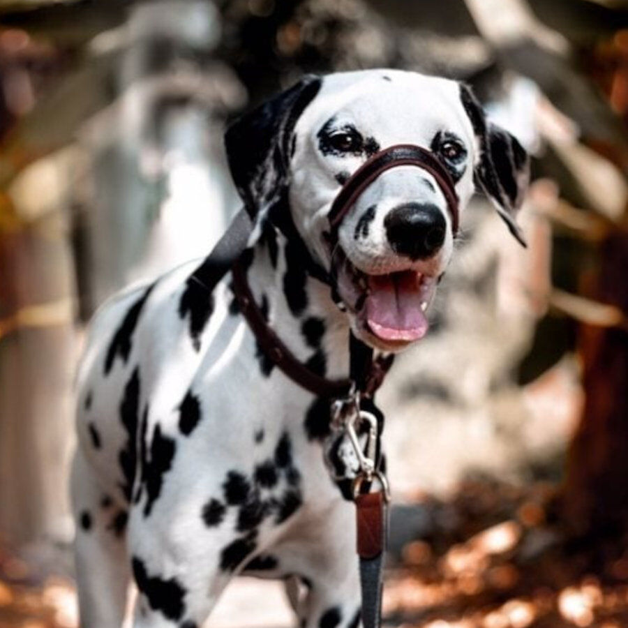 Halti Optifit collar antitirones negro para perros thumbnail