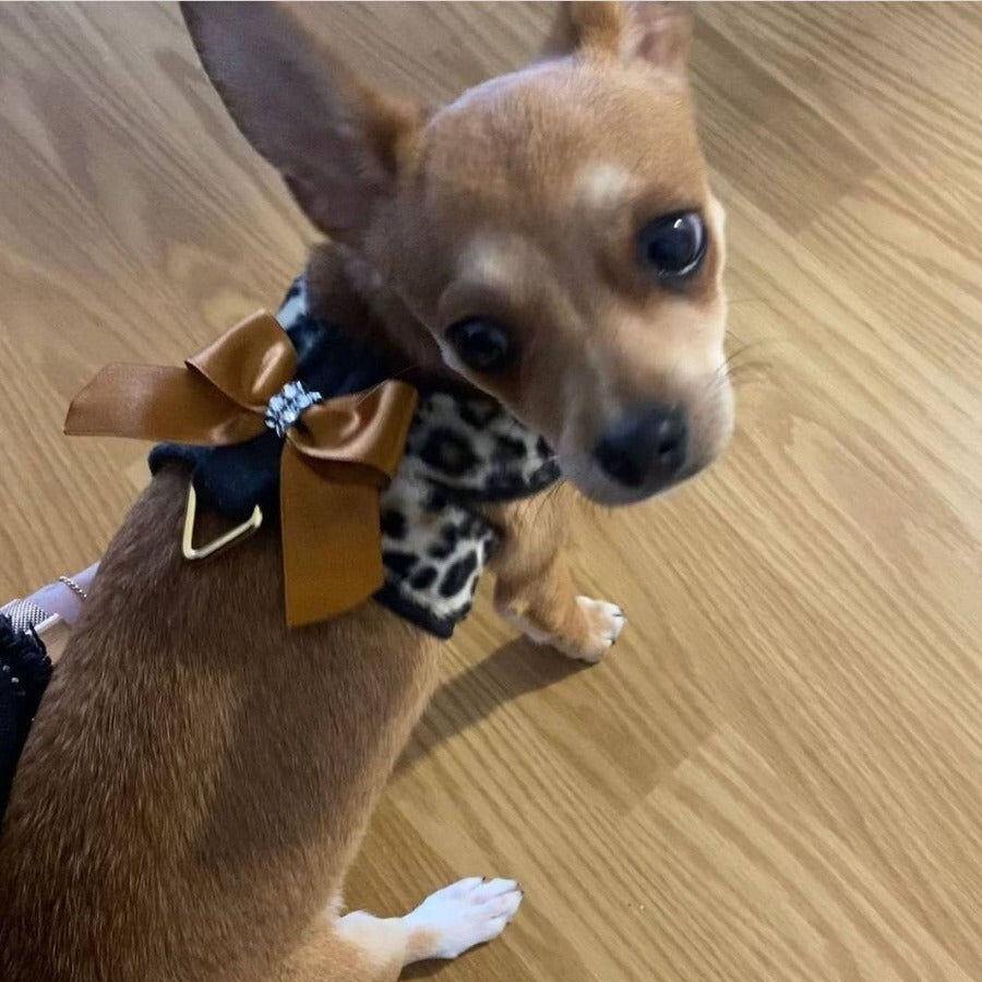 Ideal Pets, Arn&eacute;s para perros, modelo  Sharisa Black, , large Imagen numero 3