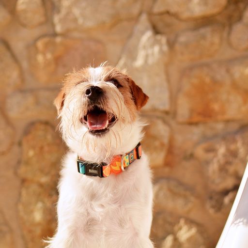 Dashi terracotta collar de poli&eacute;ster multicolor para perros, , large Imagen numero 3