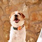 Dashi terracotta collar de poliéster multicolor para perros, , large image number null