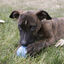 Kong Puppy pelota con orificio para perros, , large indicador imagen numero 2