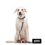 Gotoo Correa reflectante de malla gris para perro, , large indicador imagen numero 5