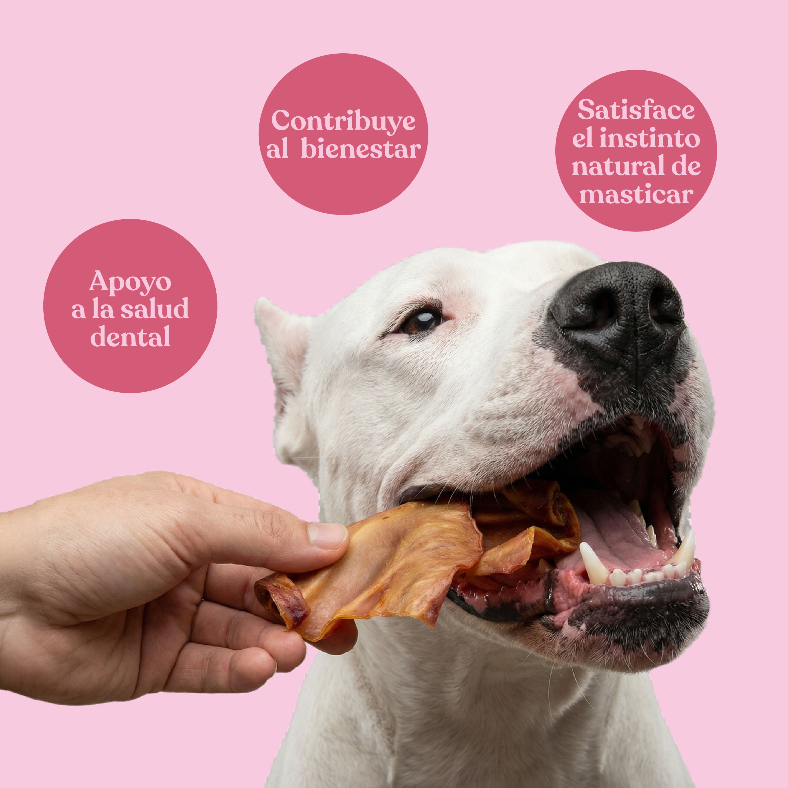 dr.bimix Orejas de Cerdo para Perros | Snack Natural Deshidratado, , large Imagen numero 2
