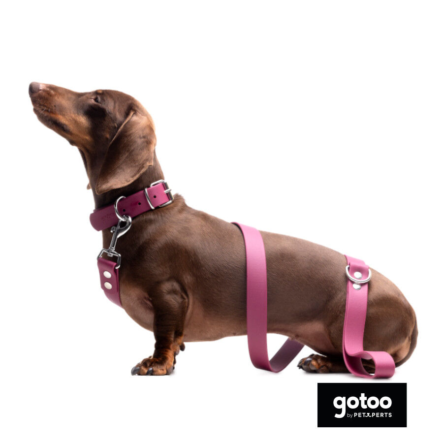 Gotoo Collar Biothane rojo vino para perros, , large Imagen numero 9
